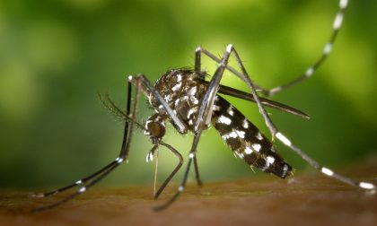 Un caso di Dengue a Cologno Monzese, è il primo in Martesana