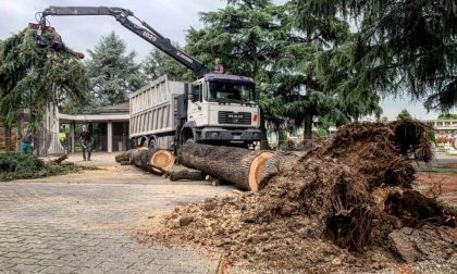 Il cedro del cimitero abbattuto dal vento