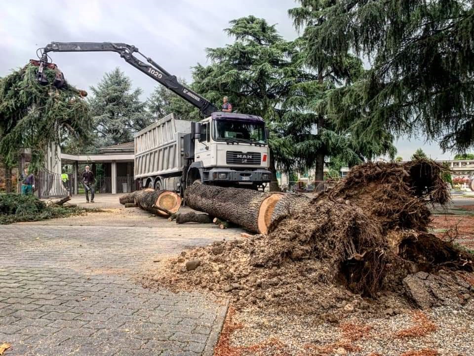 Il cedro del cimitero abbattuto dal vento