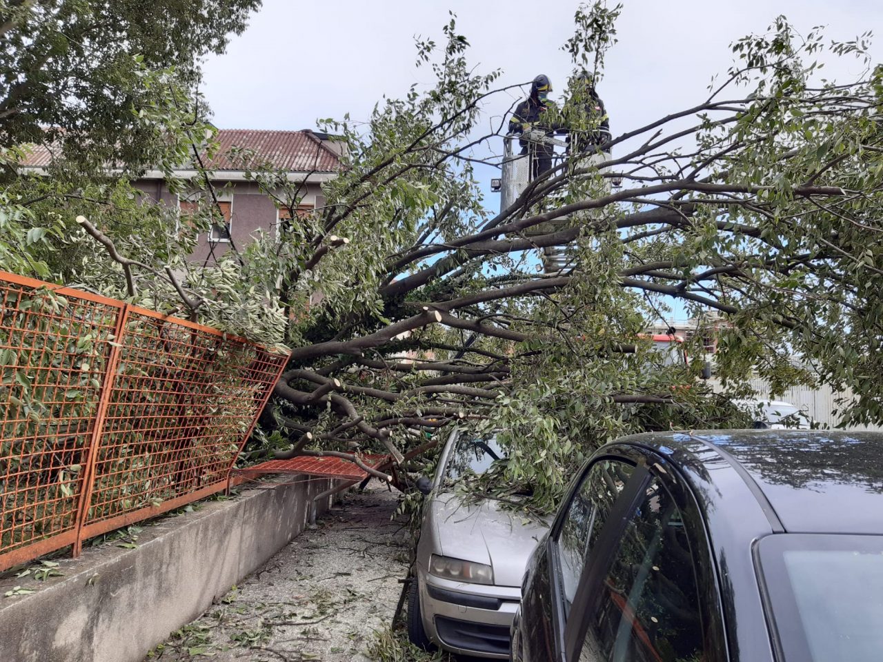 Crolla un albero alle elementari di Pioltello FOTO