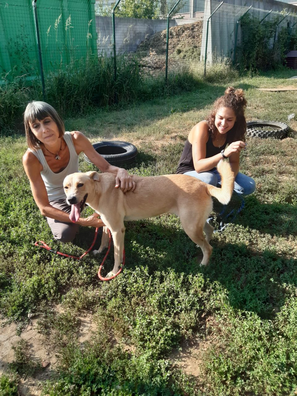 Lana, Pablo e Duncan: da randagi a cani poliziotto