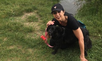 Cagnolina ferita da un "cecchino": estratto il proiettile