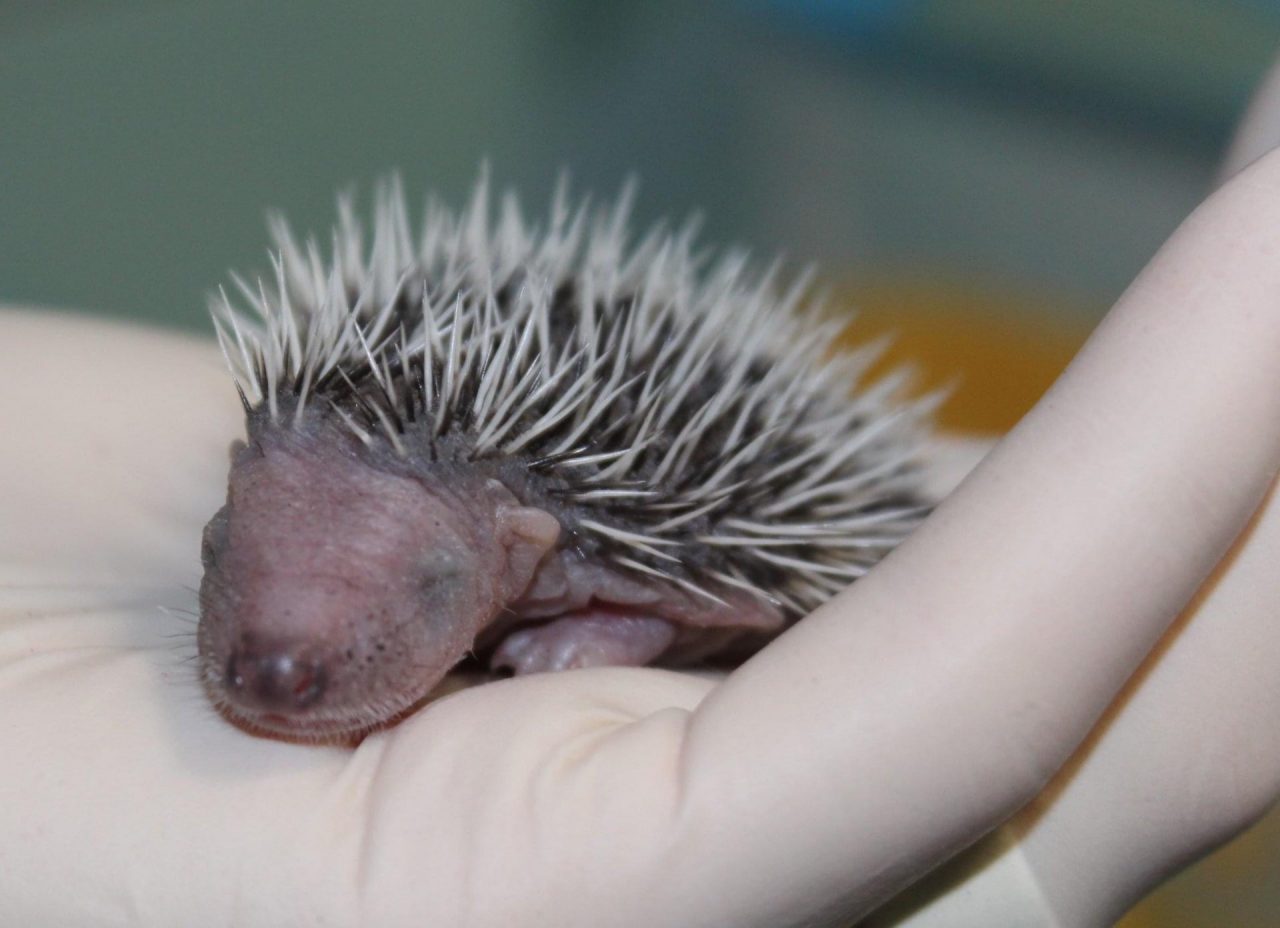 Cinque cuccioli di riccio salvati da morte certa