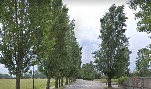 Presidio in via Galvani per evitare l’abbattimento di 240 pioppi cipressini a Peschiera