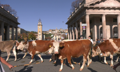 Mucche da Bergamo a Gorgonzola: è la transumanza dei bergamini