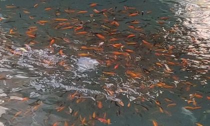 Il fontanile Boccadoro si riempie di pesci rossi: belli, ma dannosi
