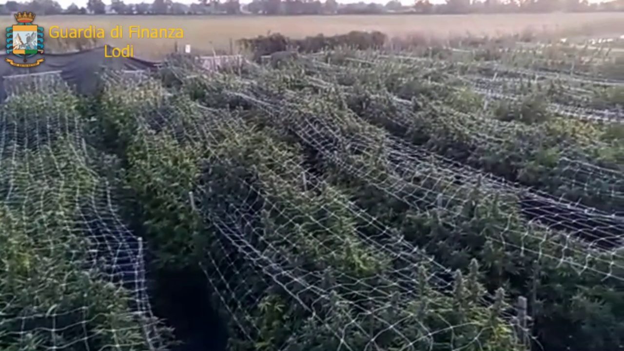 Sequestrata la più grande piantagione di marijuana mai vista in Italia: 115.800 piante. E’ di un 20enne di Segrate VIDEO