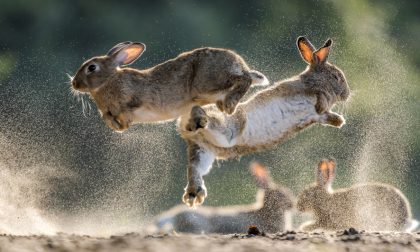 Invasione di conigli al centro sportivo di Melzo. Saranno abbattuti