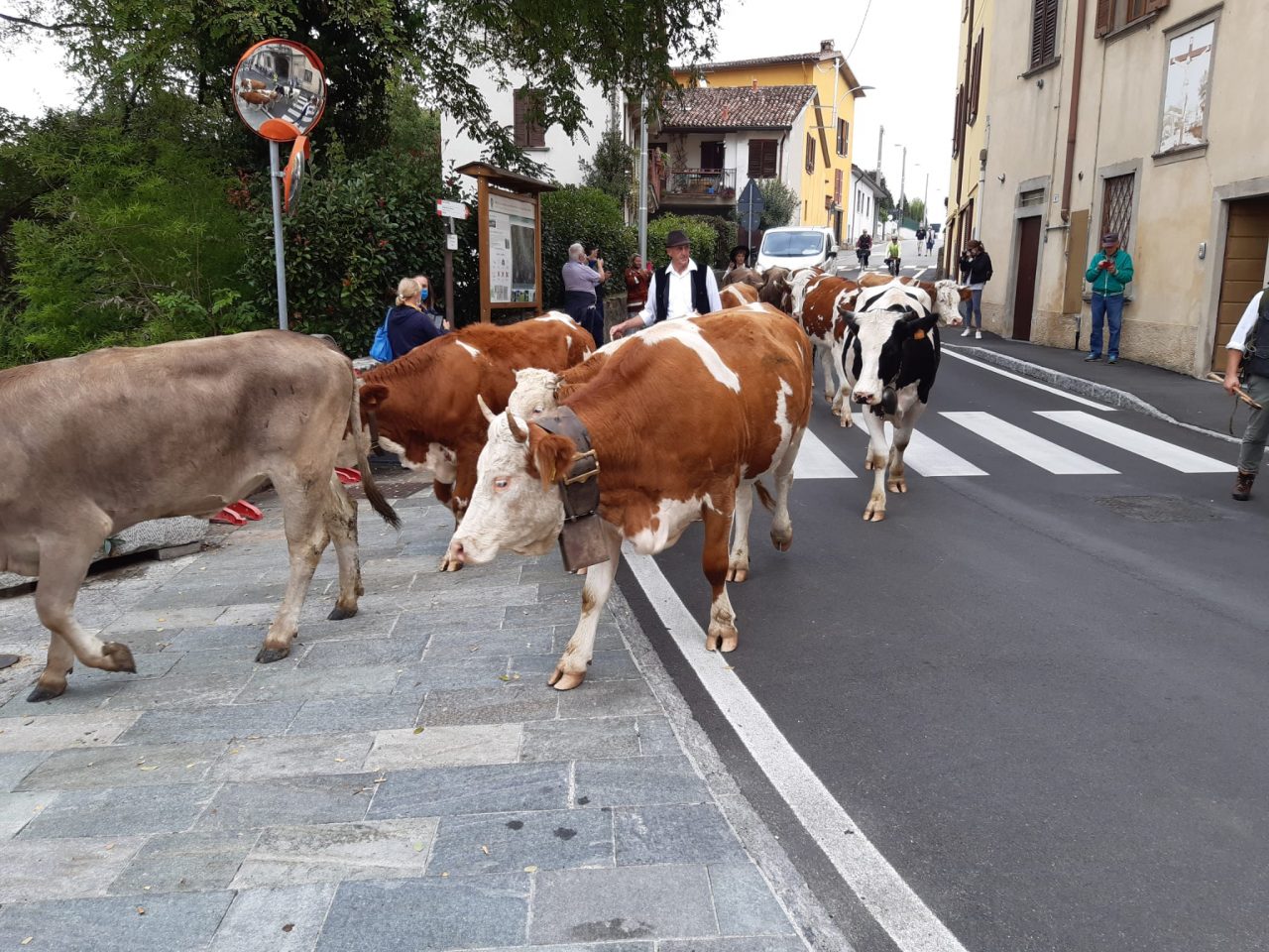 Transumanza dei bergamini arriva nell’Adda Martesana FOTO E VIDEO