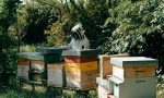 Cernusco sul Naviglio vuole diventare Comune amico delle api