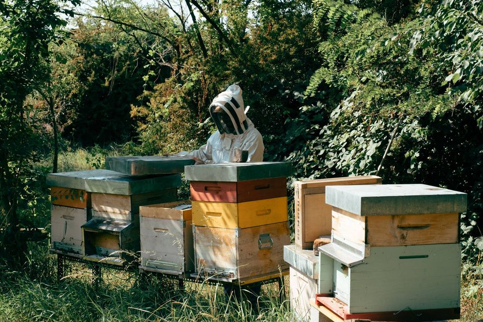 segrate salvate centomila api arnie ritrovate