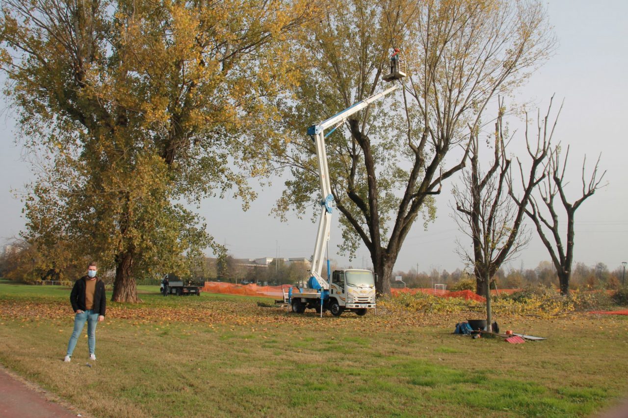 I pioppi del Parco centrale di Pioltello sono salvi: non saranno abbattuti