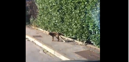 Una volpe a “passeggio” a Cassina de’ Pecchi VIDEO