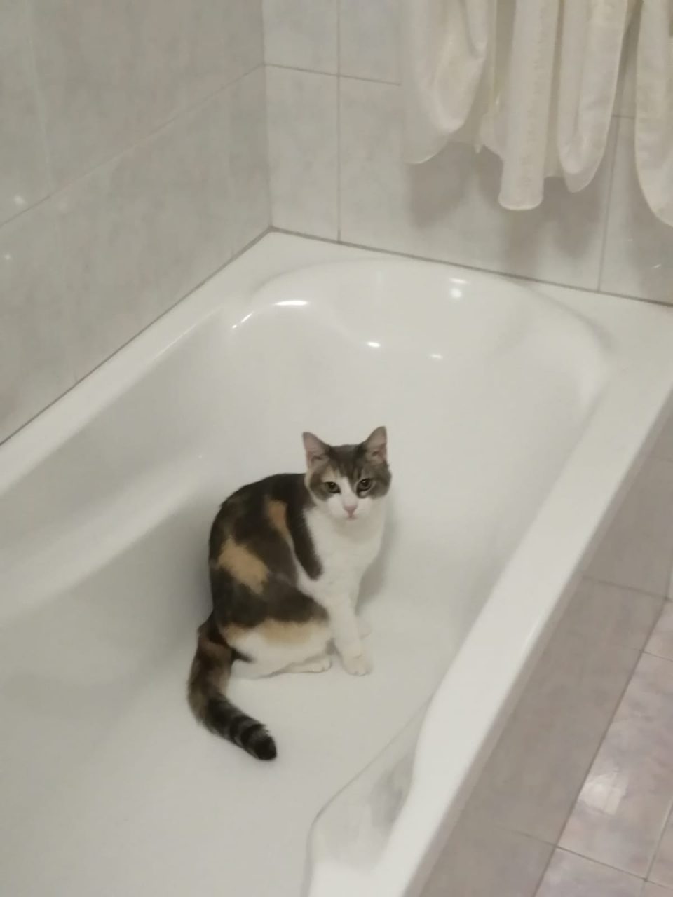 Cocca gatta persa di cernusco sul naviglio