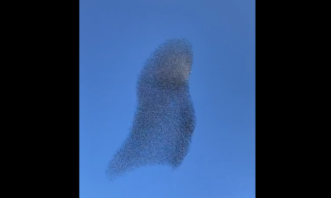 Stormi di uccelli danno spettacolo sull’Adda VIDEO
