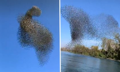 L'ipnotico video del volo degli stormi d'uccelli sull'Adda