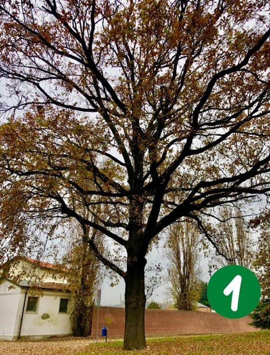 Gli alberi di Segrate protagonisti del “Calendario dell’Avvento Green”