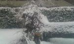 Continua a nevicare, un albero crolla al suolo a Melzo FOTO