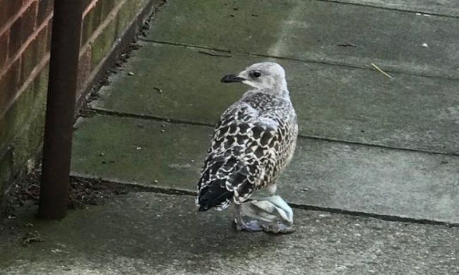 Abbandonare le mascherine danneggia l’ambiente e gli animali, l’appello di Enpa