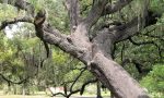 A Cernusco sul Naviglio arriverà il Garante degli alberi