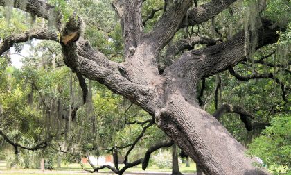 A Trezzo una giornata dedicata alla cura degli alberi monumentali