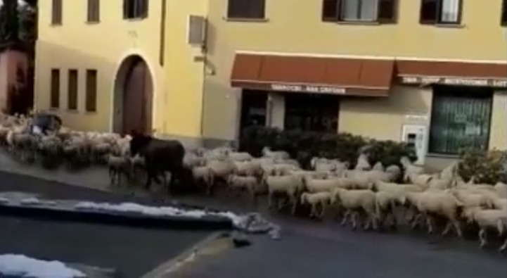 Gregge di pecore a “spasso” per Bussero VIDEO