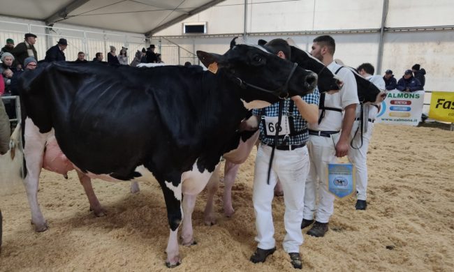Fiera di Sant’Apollonia a Rivolta in versione ridotta