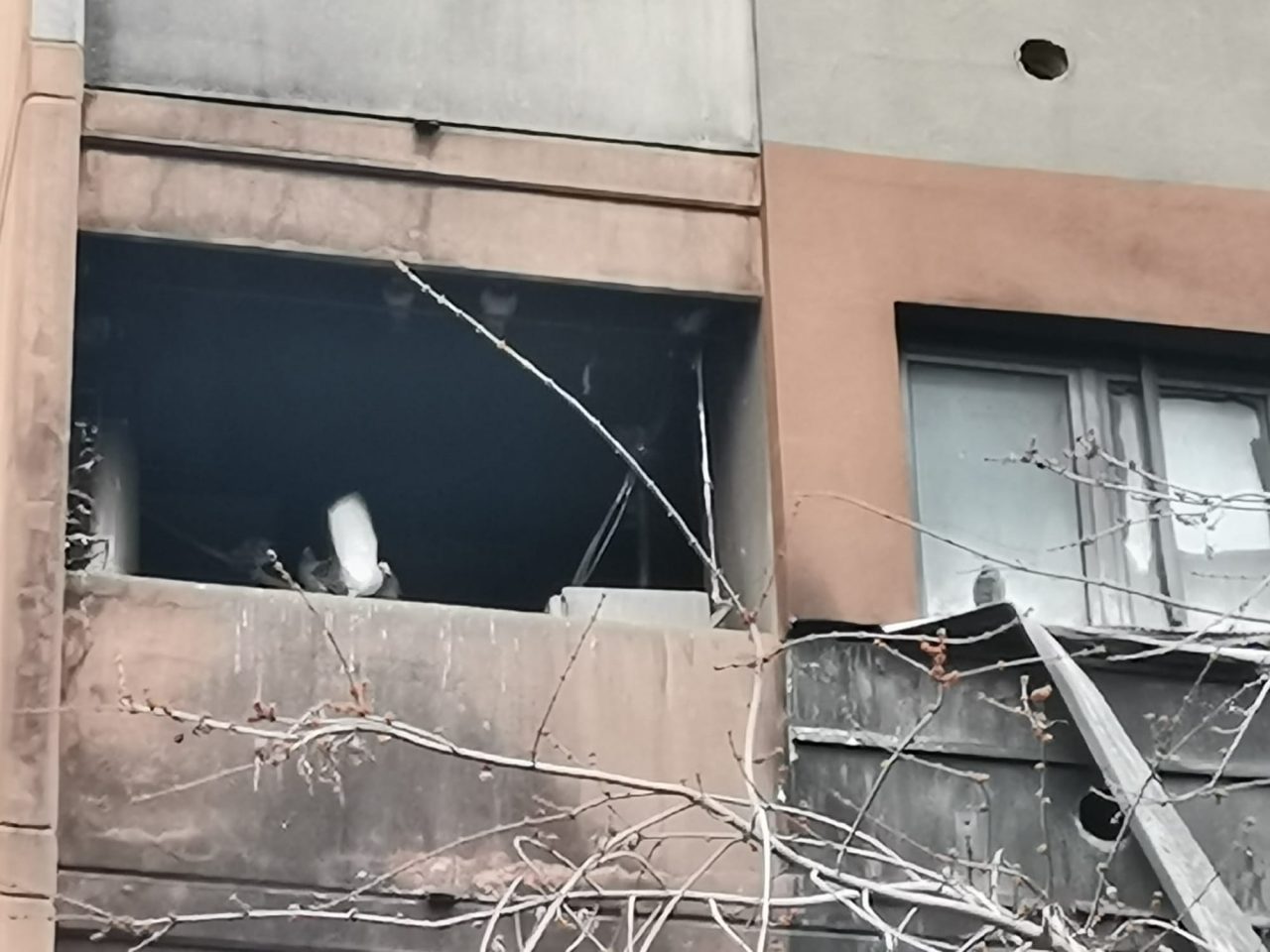 Incendio in un appartamento Aler a Cernusco sul Naviglio, dopo un anno la casa è abitata dai piccioni