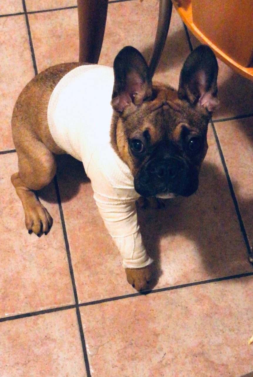 “Ugo” si rompe la gamba nell’area cani, ma nessuno risarcisce