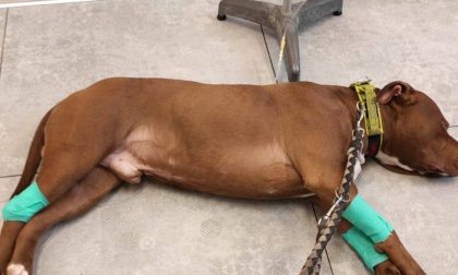 Il pitbull "Vasco" dona il sangue e salva la vita a una cagnolina
