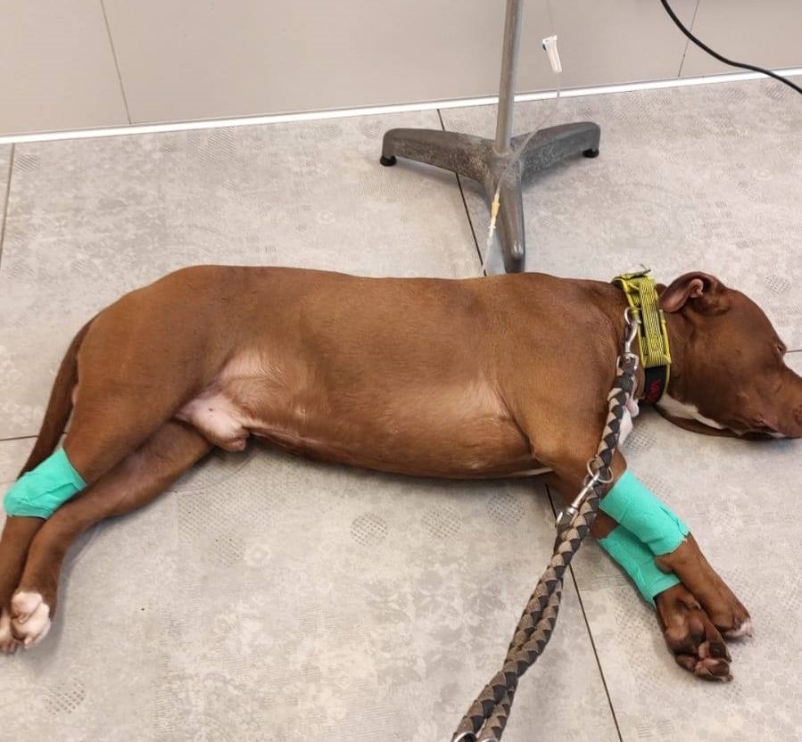 Il pitbull “Vasco” dona il sangue e salva la vita a una cagnolina