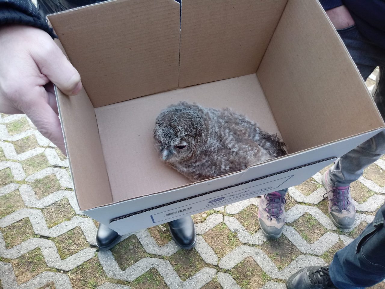 Baby rapace salvato al’Idroscalo