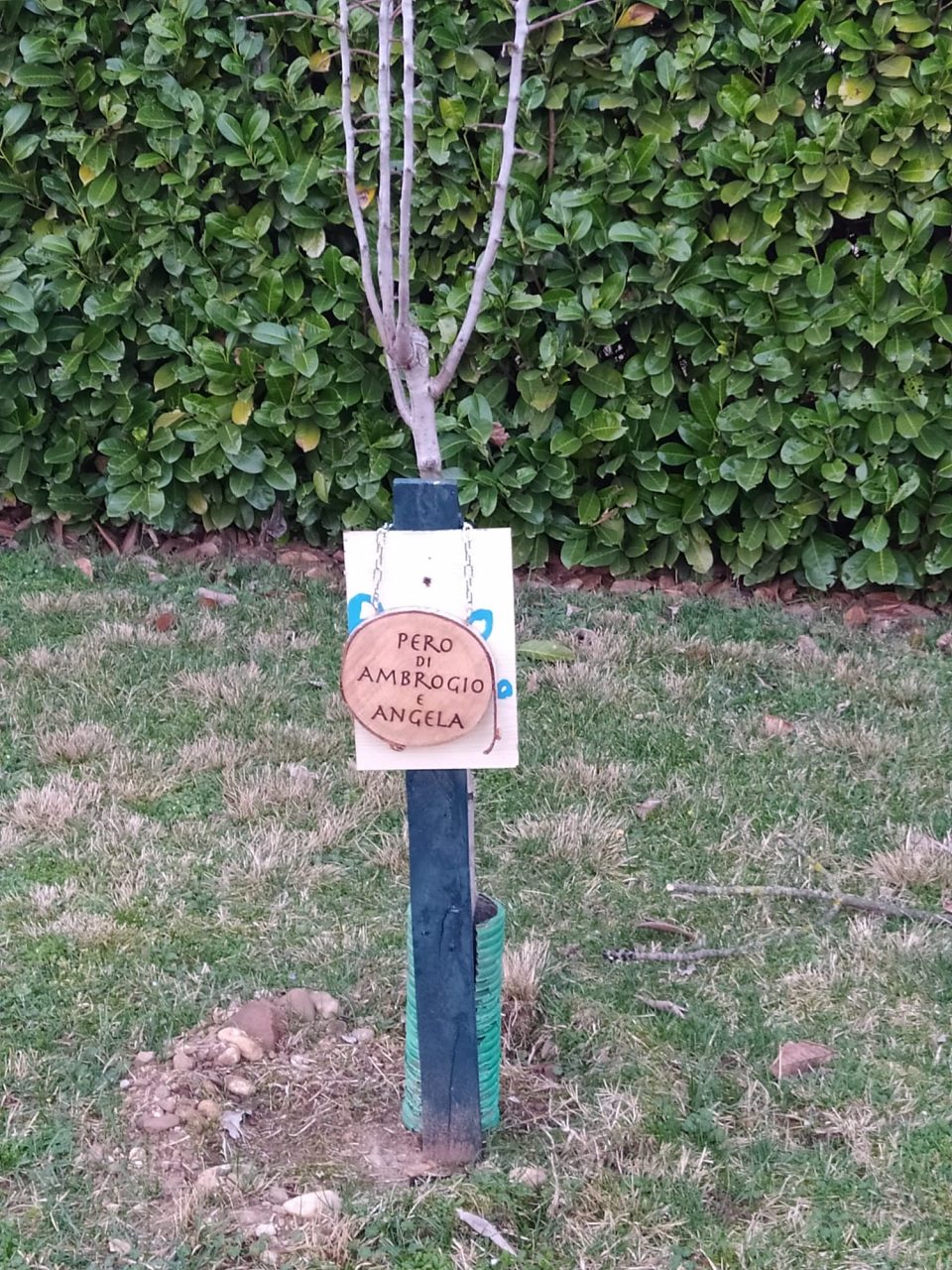 Alberi da frutta “abusivi” al centro sportivo di Pioltello