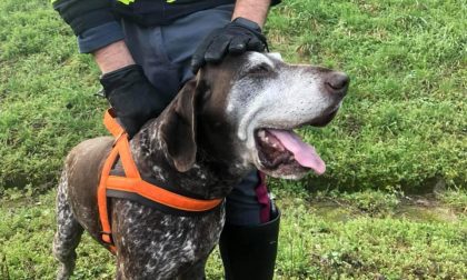 Cane vaga in tangenziale: idraulico rallenta il traffico e lo salva