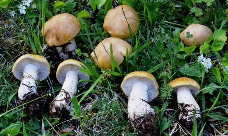 Questi funghi sono commestibili? Te lo dice l’Ispettorato Ats