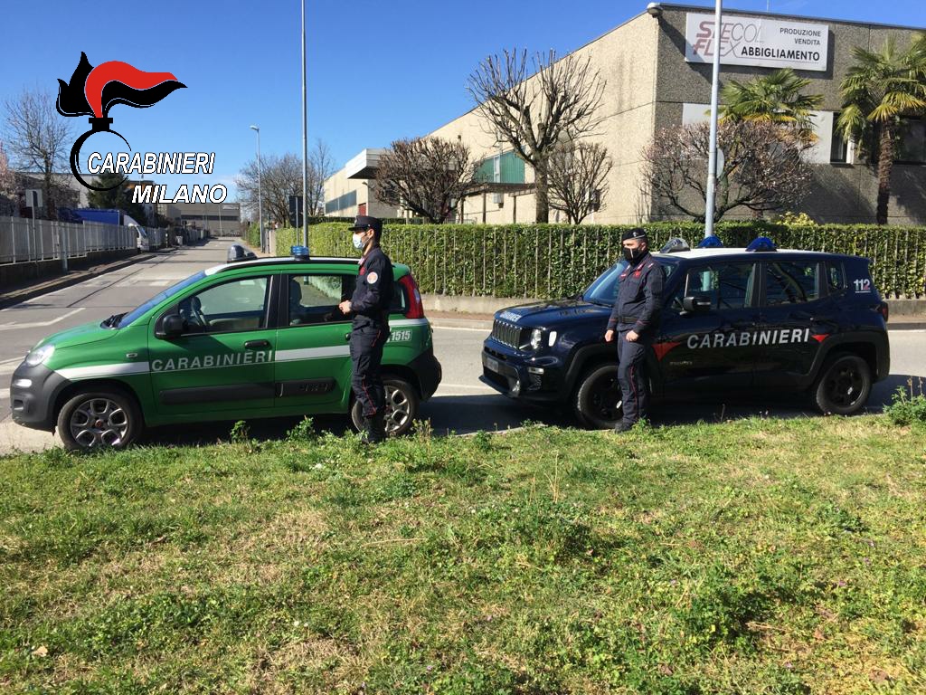 I Carabinieri soccorrono cinque gabbiani feriti a Trezzo