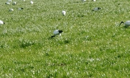 Stormo di ibis a Masate nei pressi di Cascina San Nabor