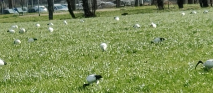 Puzza e guano in centro: il Comune caccia gli Ibis sacri con i versi dei predatori