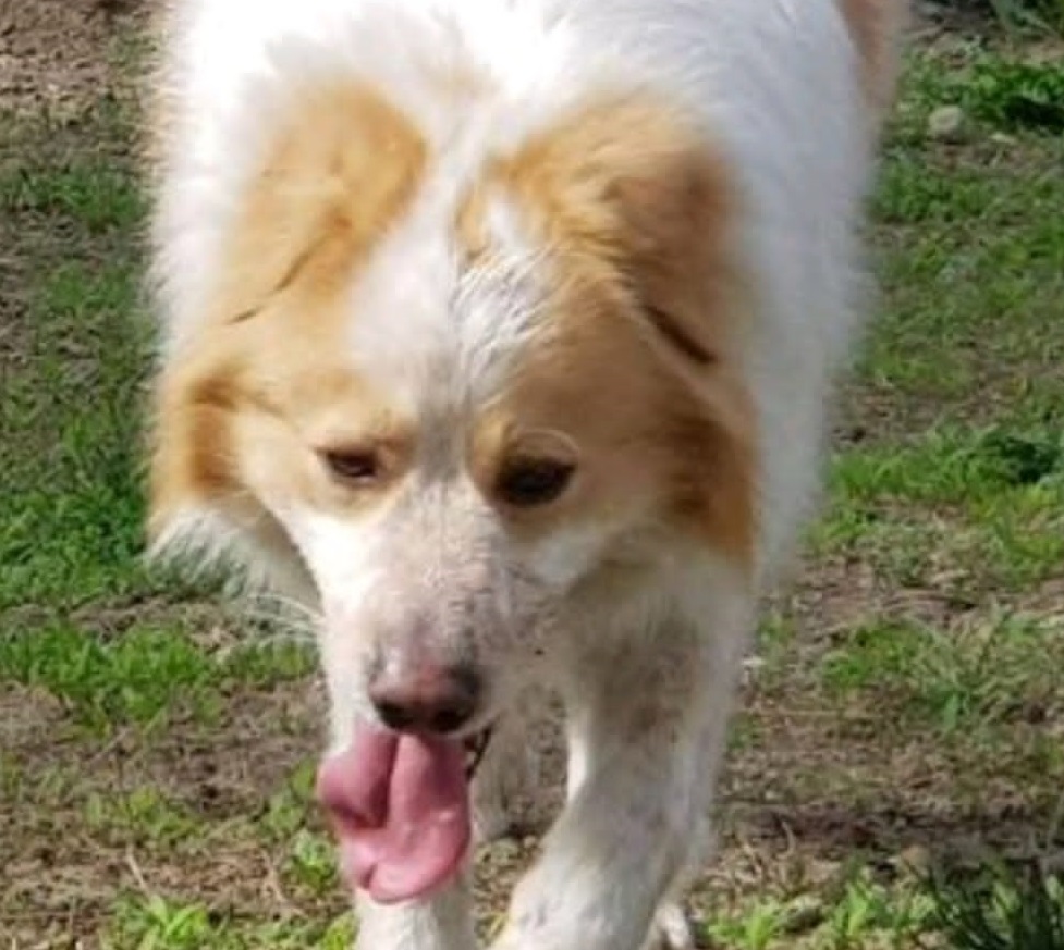Gli animalisti gli “sequestrano” il cane, lui li porta in Tribunale