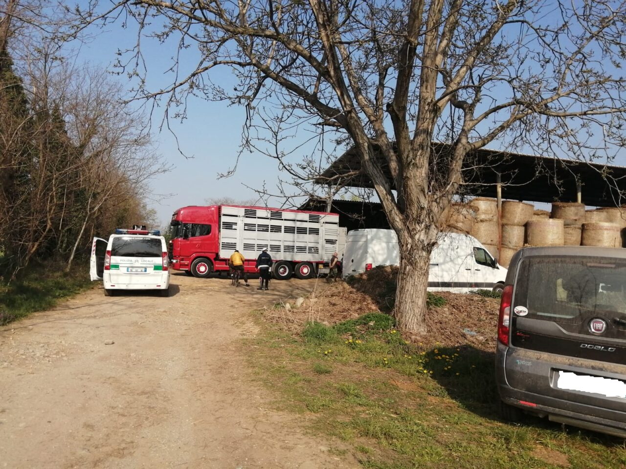 E’ iniziato il trasloco delle “mucche del sindaco”
