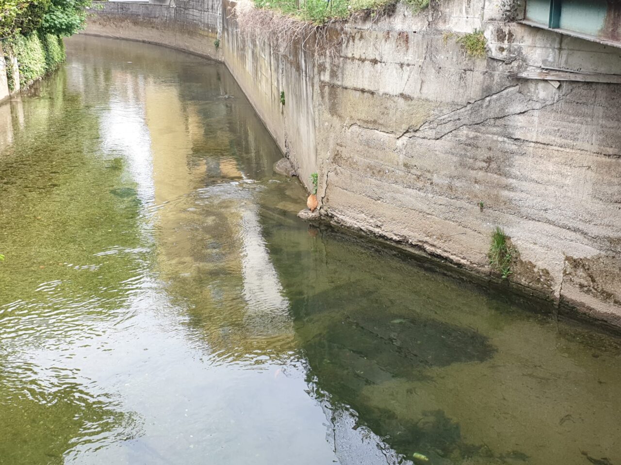 Gattino finisce nel Molgora, intervengono i Vigili del fuoco
