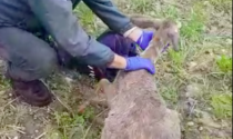 Il video di un capriolo salvato dopo essere finito in un canale scolmatore
