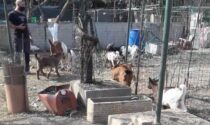 "Allevamento" nel campo nomadi: sette caprette salvate dall'Enpa