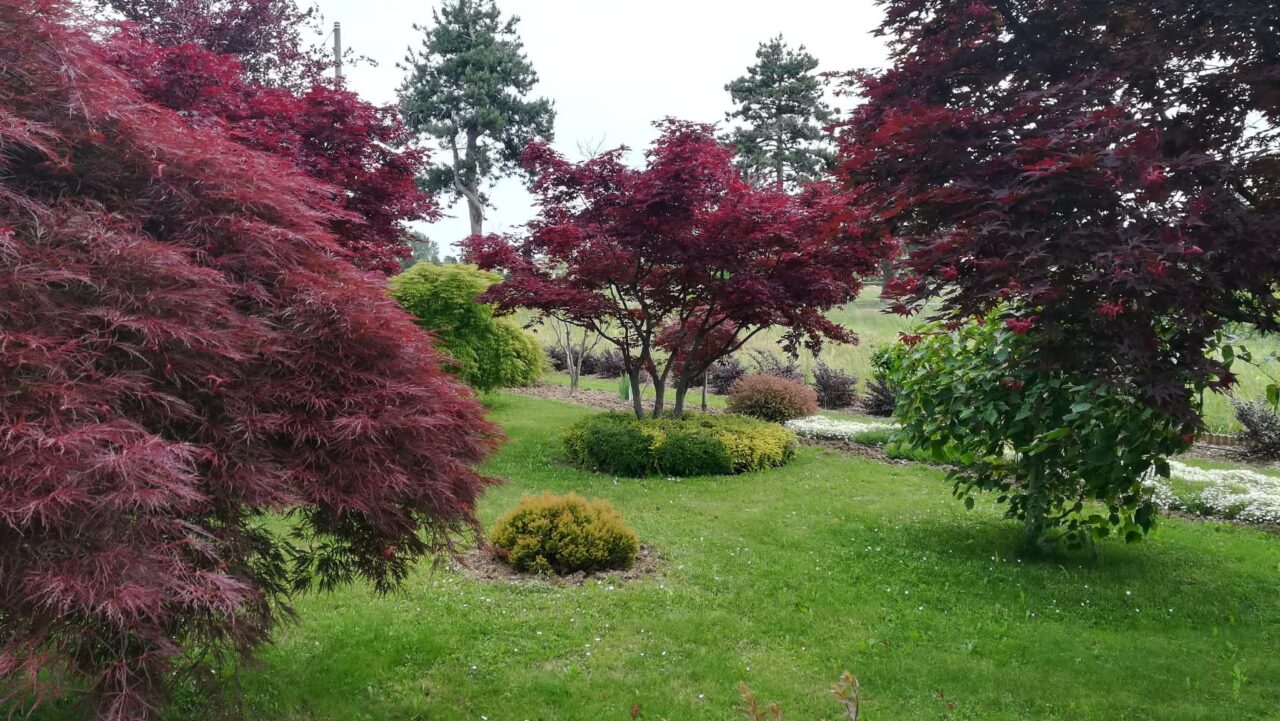 Rubate sessanta peonie dal giardino di un indimenticato fioraio
