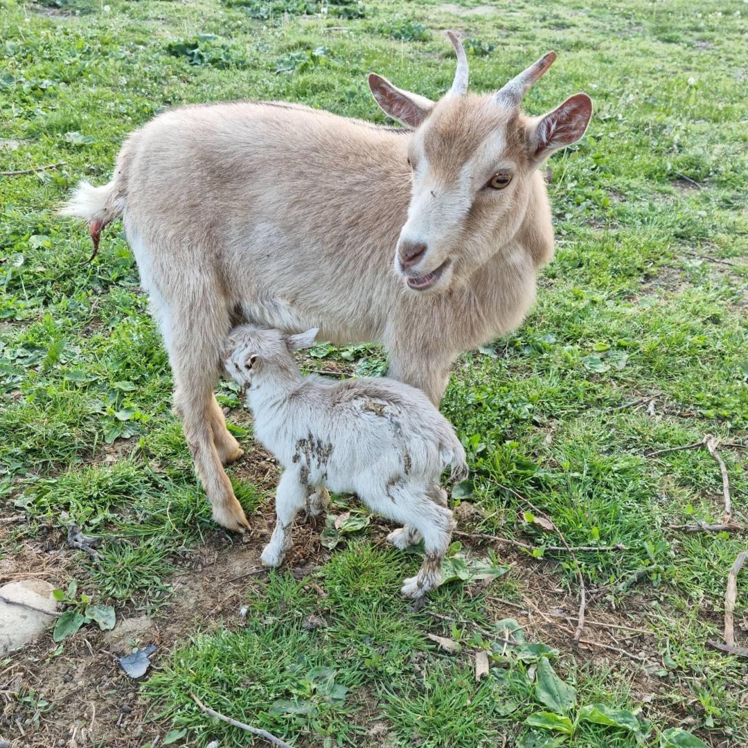 Ladri di animali in azione: spariscono capre, polli e anatre