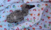 La triste storia del pullo di cicogna a Truccazzano gettato via dal nido