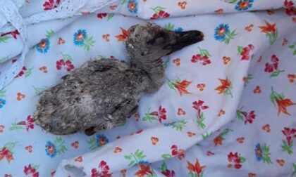 La triste storia del pullo di cicogna a Truccazzano gettato via dal nido