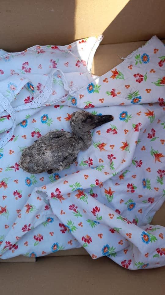 La triste storia del pullo di cicogna a Truccazzano gettato via dal nido