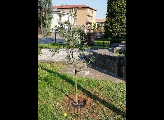 Cittadino anonimo regala al Comune un ulivo segno di pace e di speranza