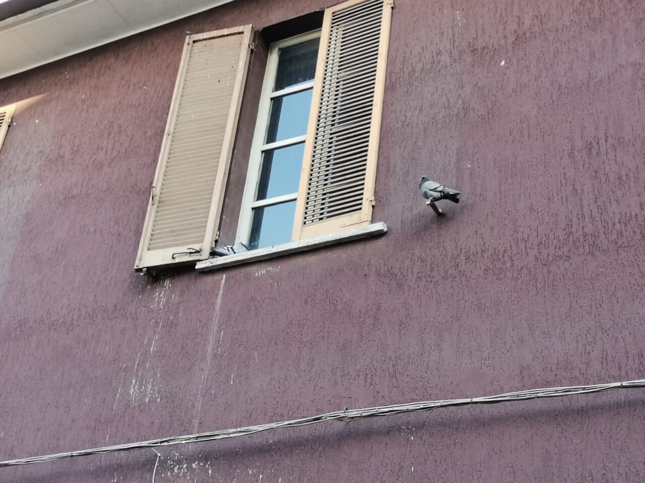 cassina de' pecchi elvira vodola con marito cesare bertacche denunciano schifo di topi piccioni e degrado dell'ex caserma dei vigili ed ex scuola elementare di via roma